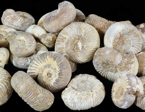 wholesale fossils for sale